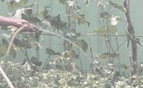 三年級澆花作文合集9篇