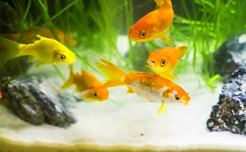 【精華】小金魚二年級作文匯總五篇