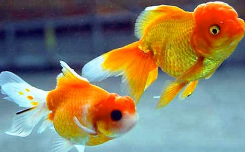 С���~�������L���̰�