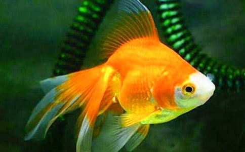 金魚觀察日記精選15篇