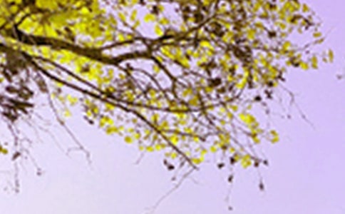 �茑�����ܾ�ɫ�ľ���