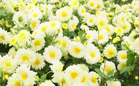 ���P�ھջ��ă�(y��u)������