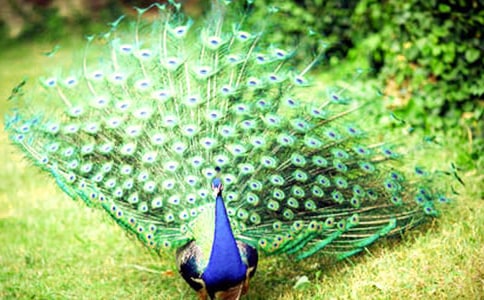 《孔雀東南飛》優(yōu)秀教學(xué)設(shè)計(jì)范文(精選5篇)