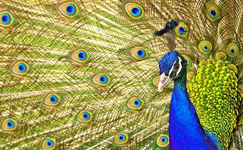 【精選】孔雀觀察日記四篇