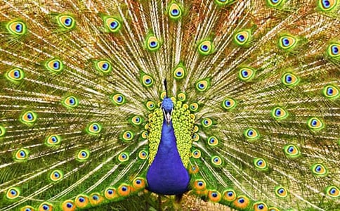 三年級上冊美術(shù)《美麗的孔雀》優(yōu)秀教學(xué)設(shè)計(jì)