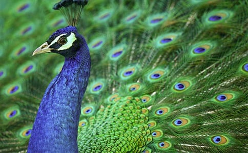 ��ȸ�|���w��������ԭ�ļ����g