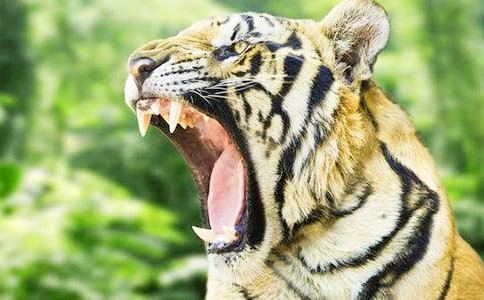 寓言故事《聰明的老虎愚蠢的熊》