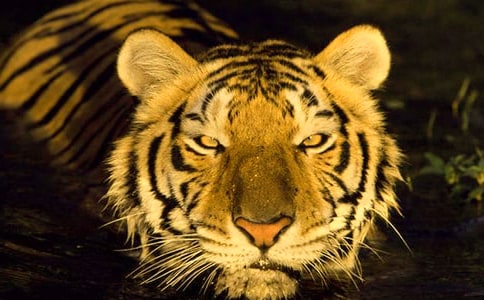 老虎最終吃掉了誰(shuí)精選寓言故事