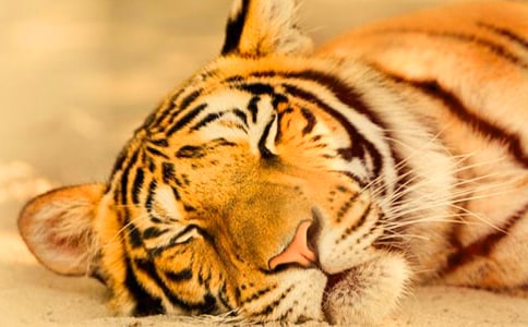 老虎童話作文合集六篇