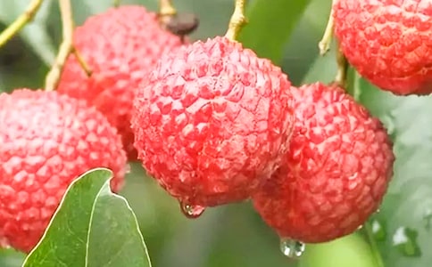 ��֦С�W(xu��)������