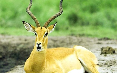 《羚羊為什么奔跑》讀后感范文