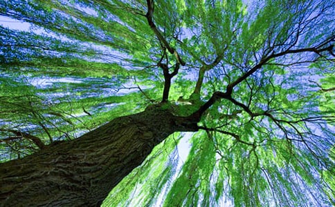 �茑�����Ԋ��R��