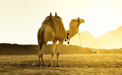 讀《駱駝》有感