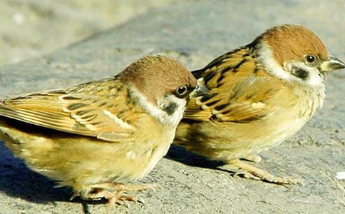 ���B(y��ng)��һȺ��ȸɢ��