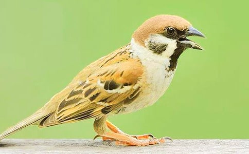 ��������.С��ȸ��������