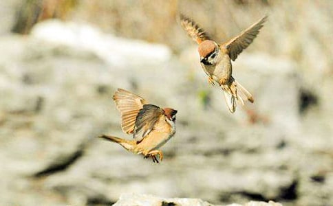 《麻雀》讀后感400字