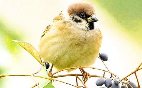 ��ȸ�n����Ҫ��(n��i)��