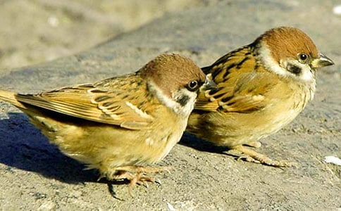 【薦】《麻雀》評課稿