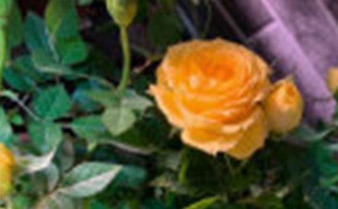 四年級玫瑰作文300字錦集七篇