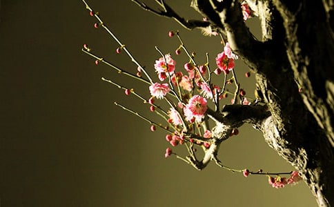 �茑����÷���Ķ���100��