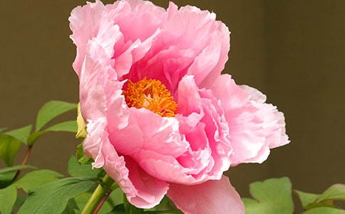 臭牡丹裹住的皇宮經(jīng)典童話(huà)