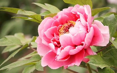 李商隱《回中牡丹為雨所敗其二 》閱讀答案及翻譯賞析