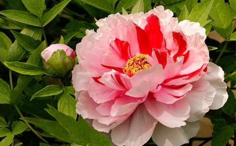 �茑ĵ�����õă�(y��u)���Z�䣨���x100�䣩