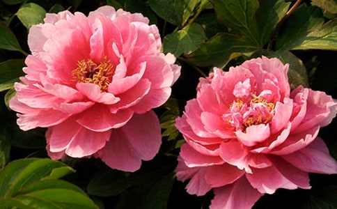 紅牡丹原文及賞析