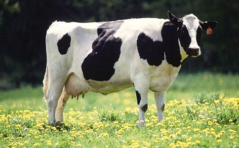 一頭奶牛的童話故事