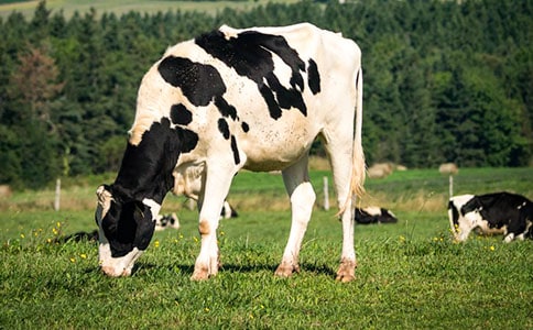 ����ţ���꼉����