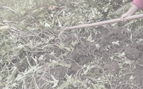 春耕助農(nóng)活動簡報范文(精選12篇)