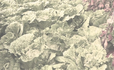 農(nóng)作物種子購銷協(xié)議