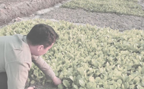 關(guān)于農(nóng)作物自然災(zāi)害的應(yīng)急預(yù)案