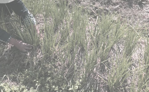 農(nóng)作物買賣合同