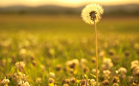 С�W(xu��)�Z(y��)�ġ��ѹ�Ӣ�ĉ�(m��ng)���̌W(xu��)Ӌ(j��)��