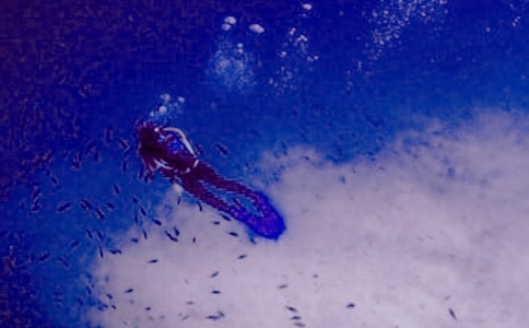 潛水船租賃合同書(4份合同范本)