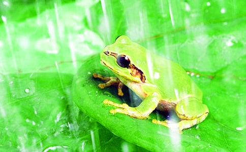 ��ֻС���ܽ̌W��˼