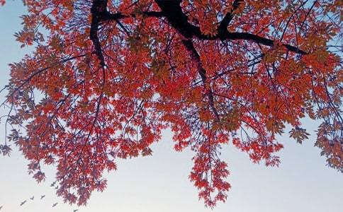 ������ӛ�߶�����