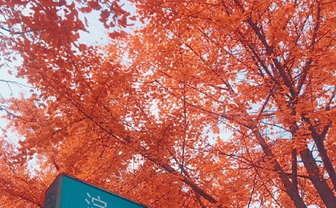 秋日唯美句子大全