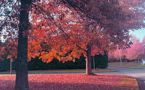 秋日的溫暖作文1500字