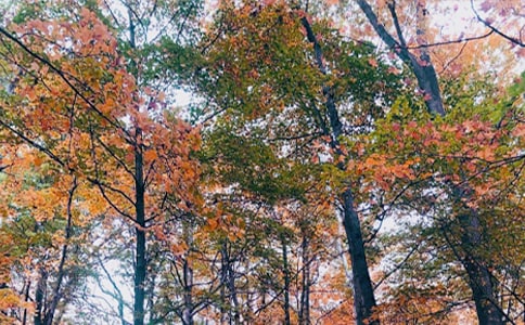 秋日私語(yǔ)小學(xué)作文300字