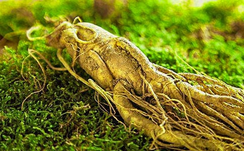 澳洲人參觀記五年級(jí)作文范文