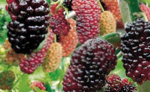 我愛家鄉(xiāng)的桑果作文500字