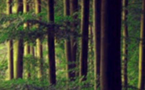 �P(gu��n)��ɭ�ַ���ڰ��(b��o)