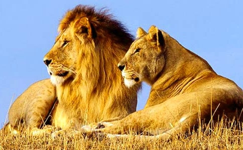 �˽̰桶��ֻС�{�ӡ��̌W�OӋ����