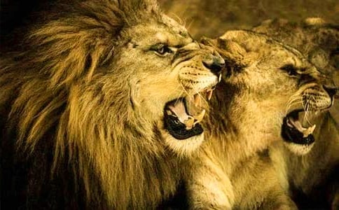 ����ֻС�{�ӡ��ڶ��n�r�̰�