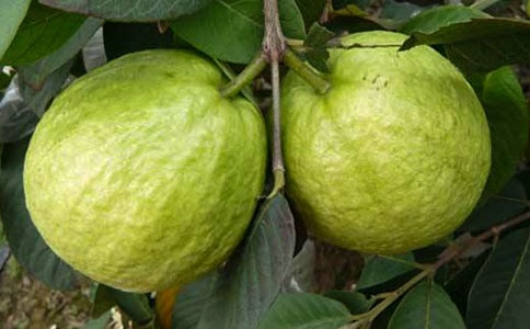 ����Ʒ��ʯ�񻨵�����3ƪ