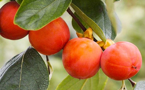 摘柿子-五年級(jí)狀物作文600字