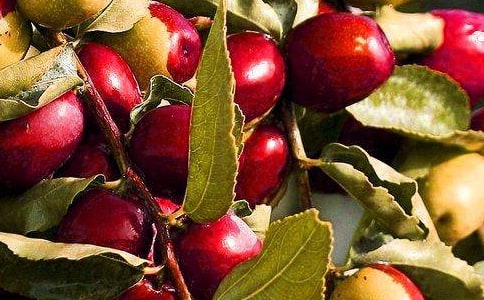 水果拼盤(pán)活動(dòng)策劃書(shū)