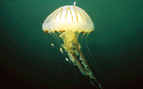 ���^ˮĸչ���꼉(j��)����